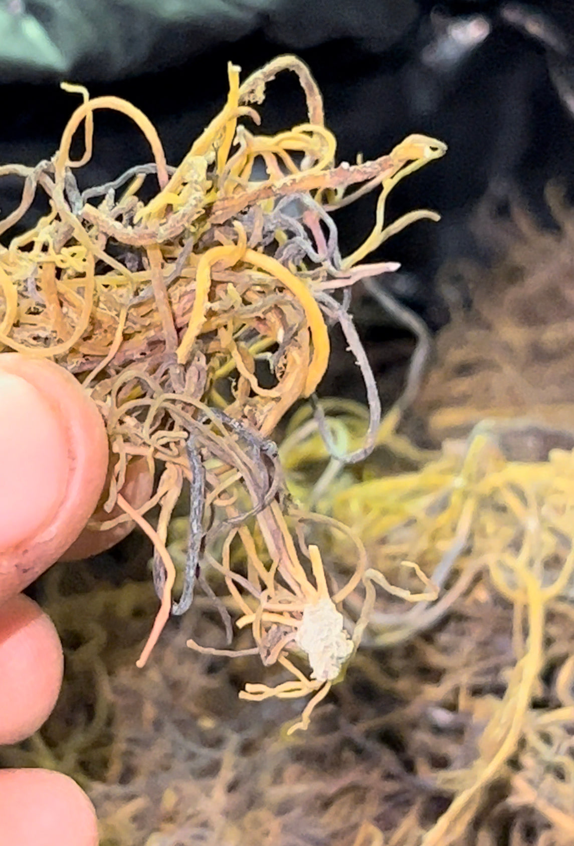 WHOLESALE Wildcrafted Organic Seamoss 1 POUND+