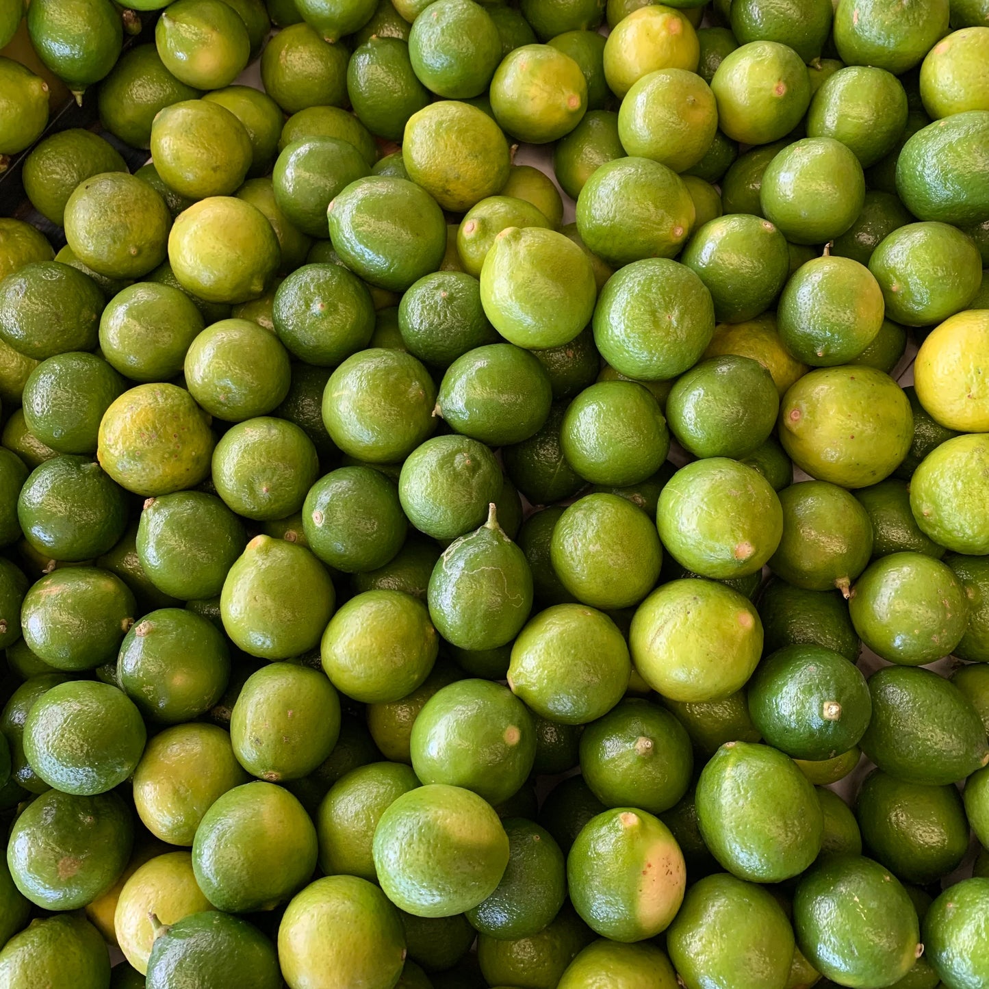 Organic Seeded Key Limes (5 Ibs)