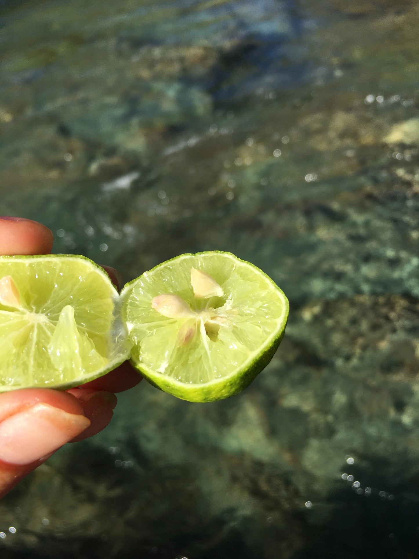 Organic Seeded Key Limes (5 Ibs)