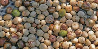 Maya Nut Powder (1/4 IBS)