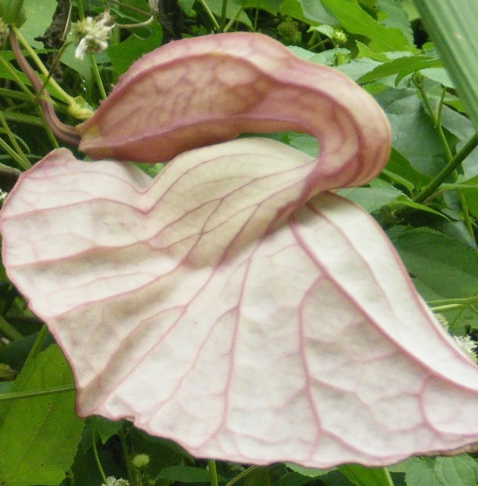 2 DUCK FLOWER